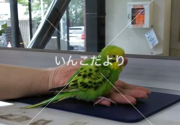 保護鳥の写真