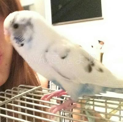 迷い鳥の写真