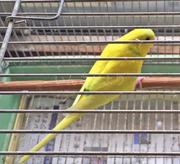 迷い鳥の写真
