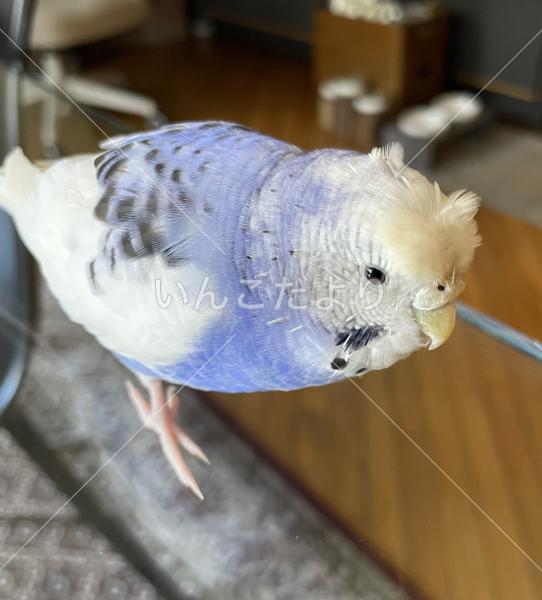 迷い鳥の写真