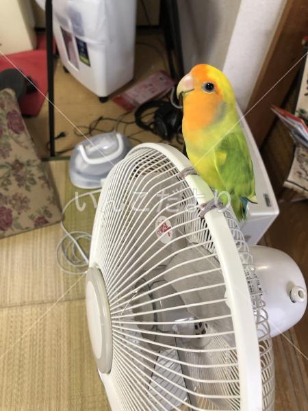 迷い鳥の写真