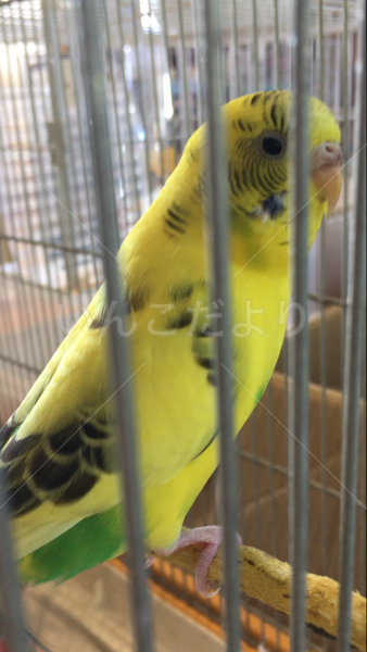 迷い鳥の写真