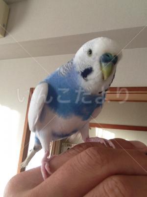 迷い鳥の写真