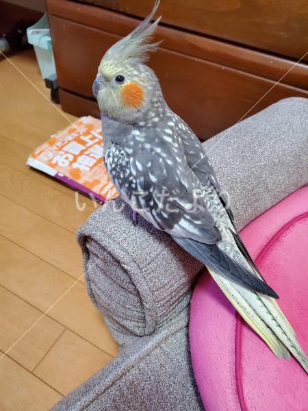 迷い鳥の写真