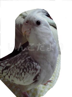 迷い鳥の写真