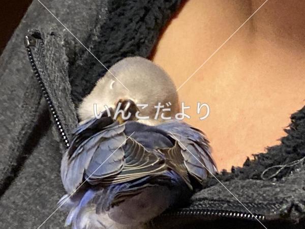 迷い鳥の写真