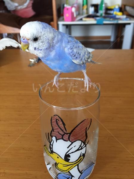 迷い鳥の写真