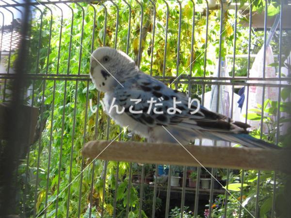 迷い鳥の写真