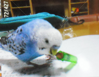 迷い鳥の写真