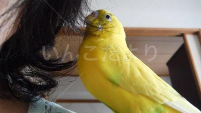 迷い鳥の写真