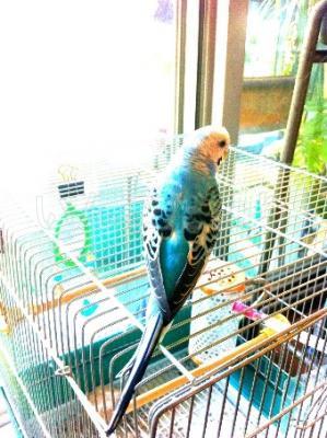迷い鳥の写真
