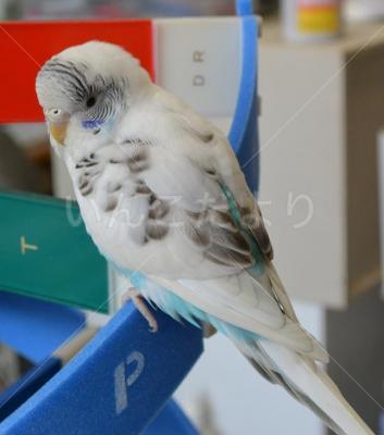 保護鳥の写真