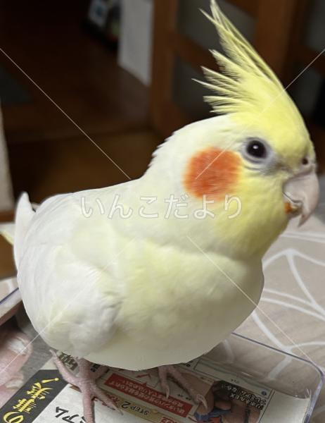迷い鳥の写真