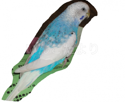 迷い鳥の写真