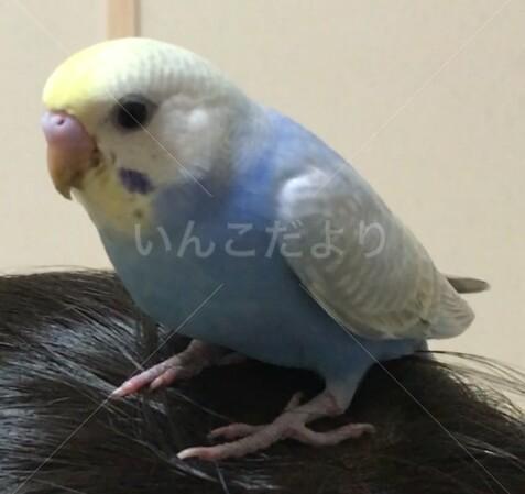 迷い鳥の写真