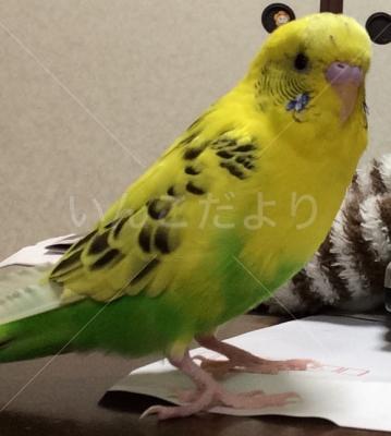 迷い鳥の写真
