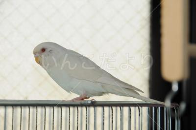 迷い鳥の写真