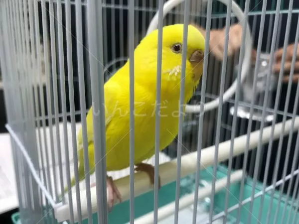 保護鳥の写真