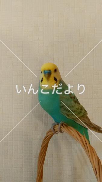 迷い鳥の写真
