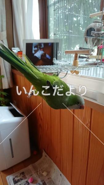 迷い鳥の写真