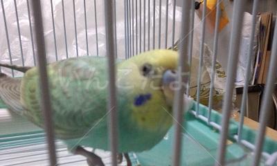 保護鳥の写真