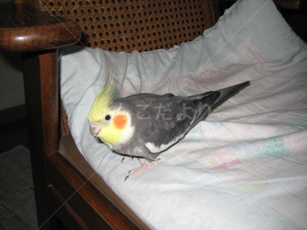 迷い鳥の写真