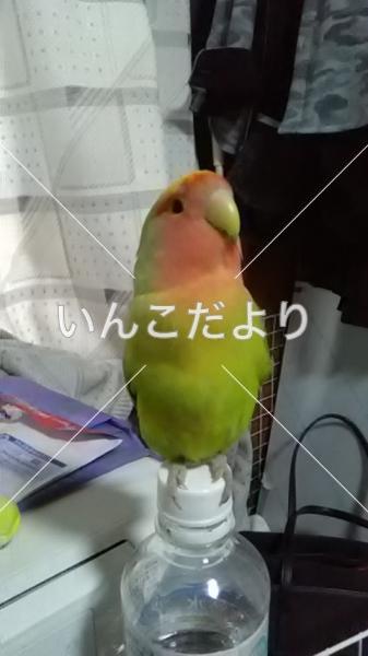 迷い鳥の写真