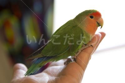 迷い鳥の写真