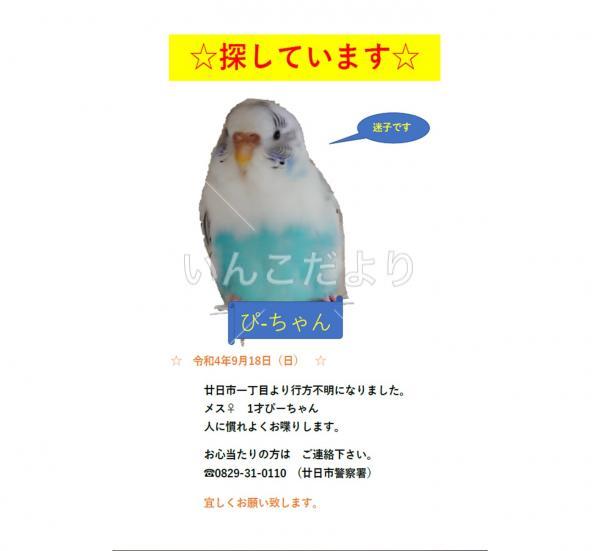 迷い鳥の写真