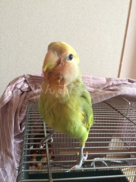 保護鳥の写真