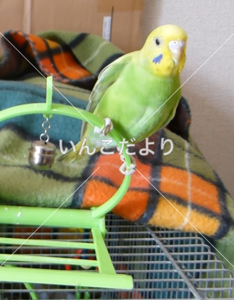 迷い鳥の写真