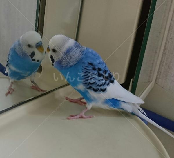 迷い鳥の写真