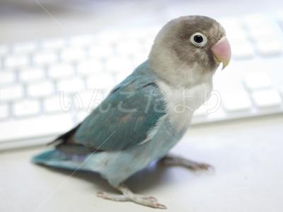 迷い鳥の写真