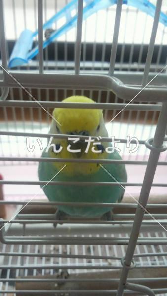 迷い鳥の写真