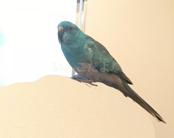 迷い鳥の写真
