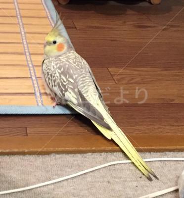 迷い鳥の写真