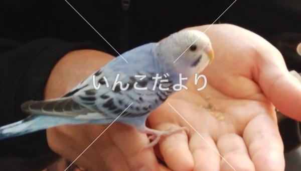 迷い鳥の写真