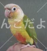 保護鳥の写真