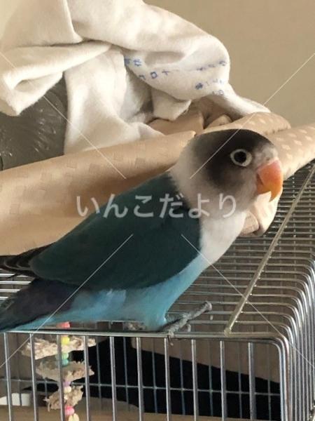 迷い鳥の写真
