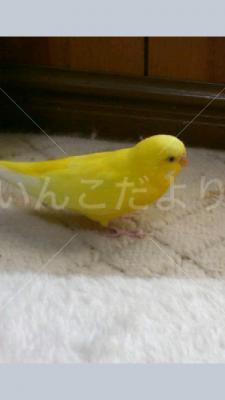 迷い鳥の写真