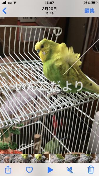 迷い鳥の写真