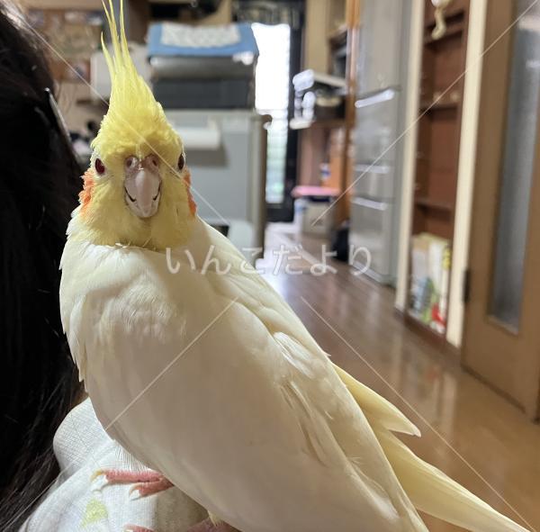 迷い鳥の写真