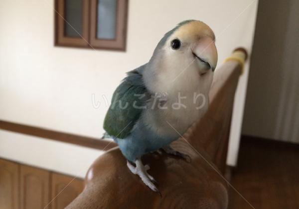 迷い鳥の写真
