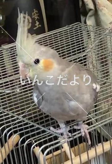 迷い鳥の写真