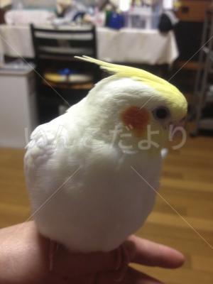 迷い鳥の写真