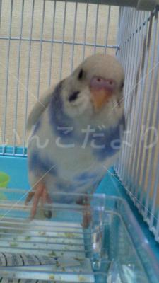 迷い鳥の写真