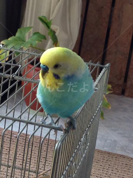迷い鳥の写真