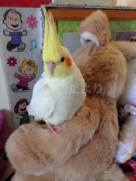 迷い鳥の写真