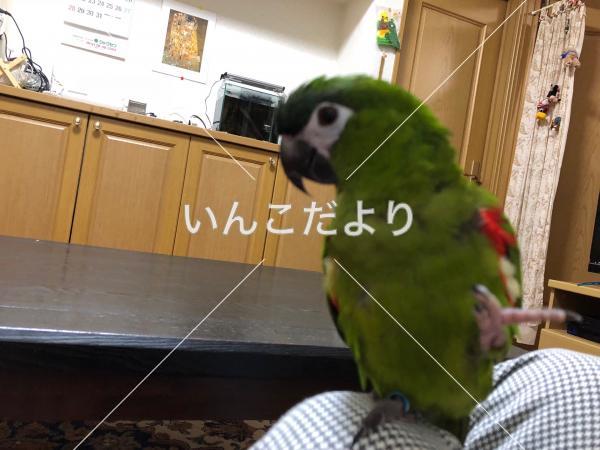 迷い鳥の写真
