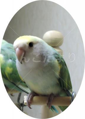 迷い鳥の写真